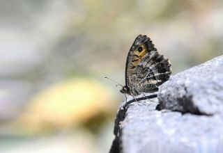 Seyit (Arethusana arethusa)