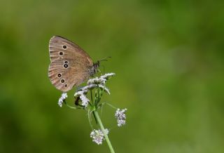 Halkac�k&nbsp;(Aphantopus&nbsp;hyperantus)