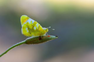 Zegris&nbsp;(Zegris&nbsp;eupheme)