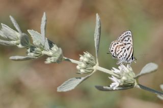 Balkan Kaplan (Tarucus balkanicus)