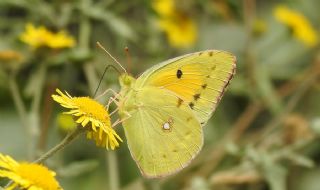 Sar Azamet (Colias croceus)