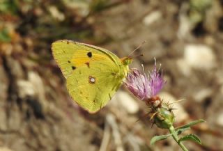 Sar Azamet (Colias croceus)