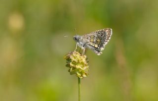 Sar Bandl Zpzp (Pyrgus sidae)