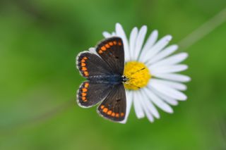 okgzl Esmer (Aricia agestis)