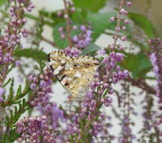 Diken Kelebei (Vanessa cardui)