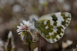 Yeni Beneklimelek (Pontia edusa)