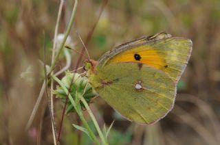 Sar Azamet (Colias croceus)