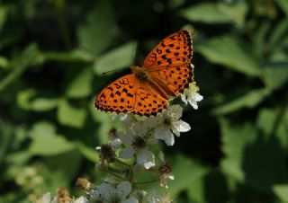 Brtlen Brentisi (Brenthis daphne)