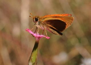 Sar Antenli Zpzp (Thymelicus sylvestris)