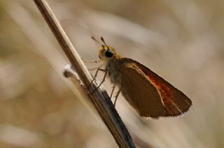 Siyah Antenli Zpzp (Thymelicus lineolus)