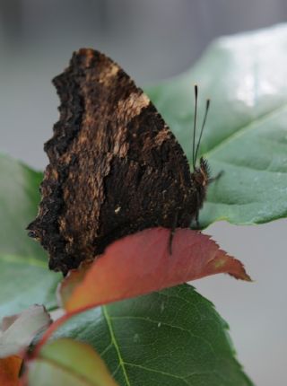 Karaaa Nimfalisi (Inachis polychloros)