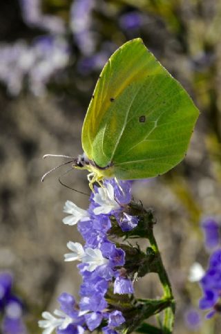 Kleopatra (Gonepteryx cleopatra)