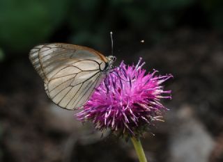 Al Beyaz (Aporia crataegi)