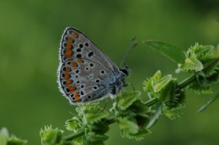 okgzl Esmer (Aricia agestis)