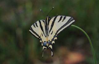 Kaplan Krlangkuyruk (Papilio alexanor)