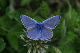 okgzl Mavi (Polyommatus icarus)