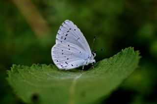 Kutsal Mavi (Celastrina argiolus)