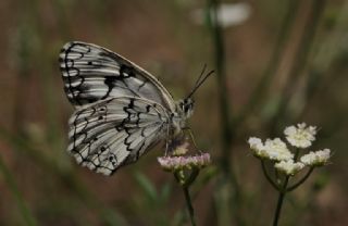 Anadolu Melikesi (Melanargia larissa)