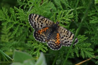 Benekli parhan (Melitaea didyma)