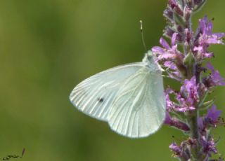 Kk Beyazmelek (Pieris rapae)