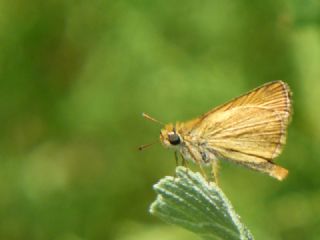 Sar Antenli Zpzp (Thymelicus sylvestris)