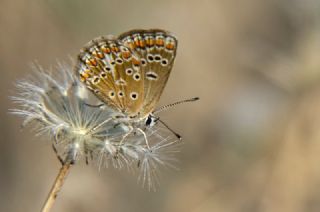 okgzl Esmer (Aricia agestis)