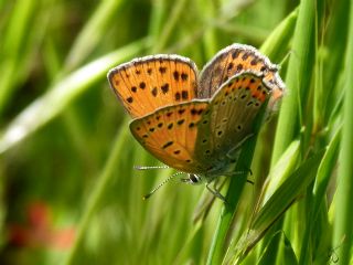 Kk Ate Gzeli (Lycaena thersamon)