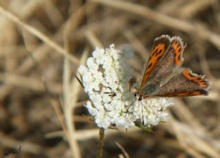 Benekli Bakr Gzeli (Lycaena phlaeas)