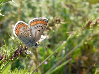 okgzl Esmer (Aricia agestis)