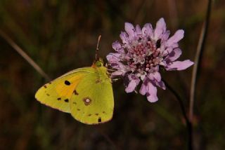 Sar Azamet (Colias croceus)