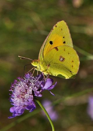 Sar Azamet (Colias croceus)