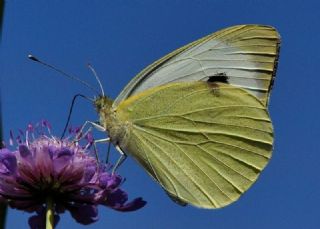 Byk Beyazmelek  (Pieris brassicae)