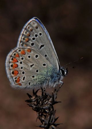 okgzl Mavi (Polyommatus icarus)