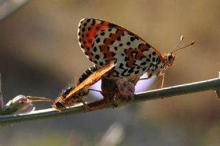 Benekli parhan (Melitaea didyma)