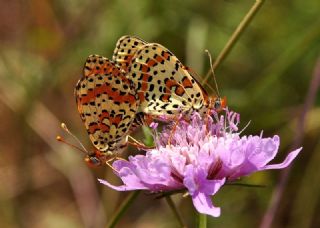 Benekli parhan (Melitaea didyma)