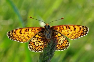 parhan (Melitaea cinxia)