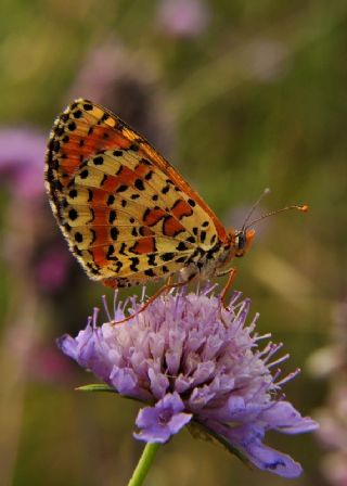 Benekli parhan (Melitaea didyma)