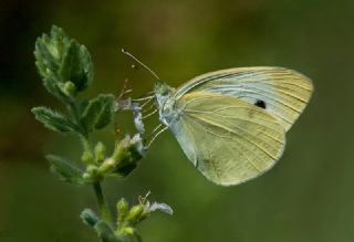 Kk Beyazmelek (Pieris rapae)