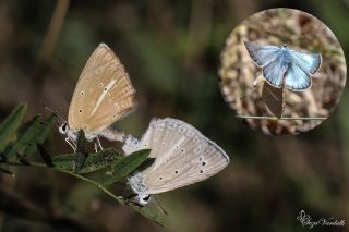 Ali Bali�nin �okg�zl�s�&nbsp;(Polyommatus&nbsp;alibalii)