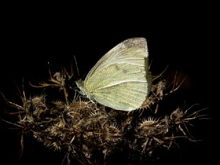 Kk Beyazmelek (Pieris rapae)