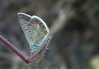 okgzl Mavi (Polyommatus icarus)