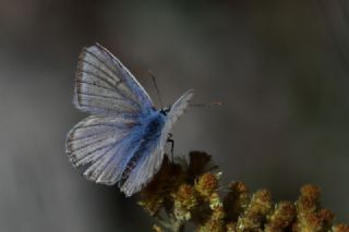 okgzl Dafnis (Polyommatus daphnis)