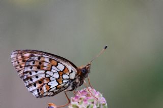 ift Noktal Brentis (Brenthis hecate)