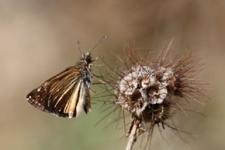 Pasl Zpzp (Erynnis tages)