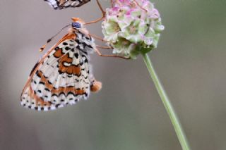 Kafkasyal parhan (Melitaea interrupta)