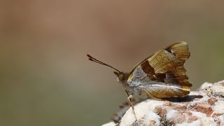 Anadolu Şehzadesi (Thaleropis ionia)