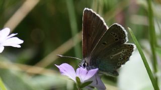 okgzl Geranium Mavisi (Aricia eumedon)