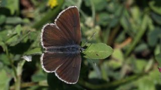 okgzl Geranium Mavisi (Aricia eumedon)