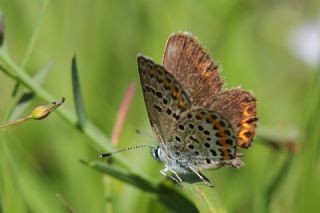 das Mavisi, Esmergz (Plebejus idas)