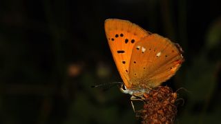 Orman Bakr Gzeli (Lycaena virgaureae)